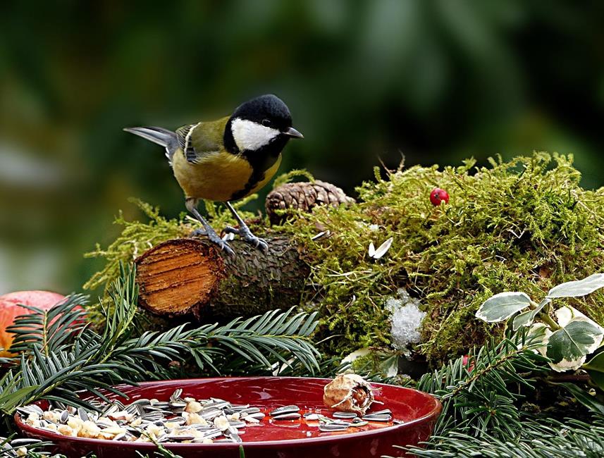 graus-agrar-vogelfutter