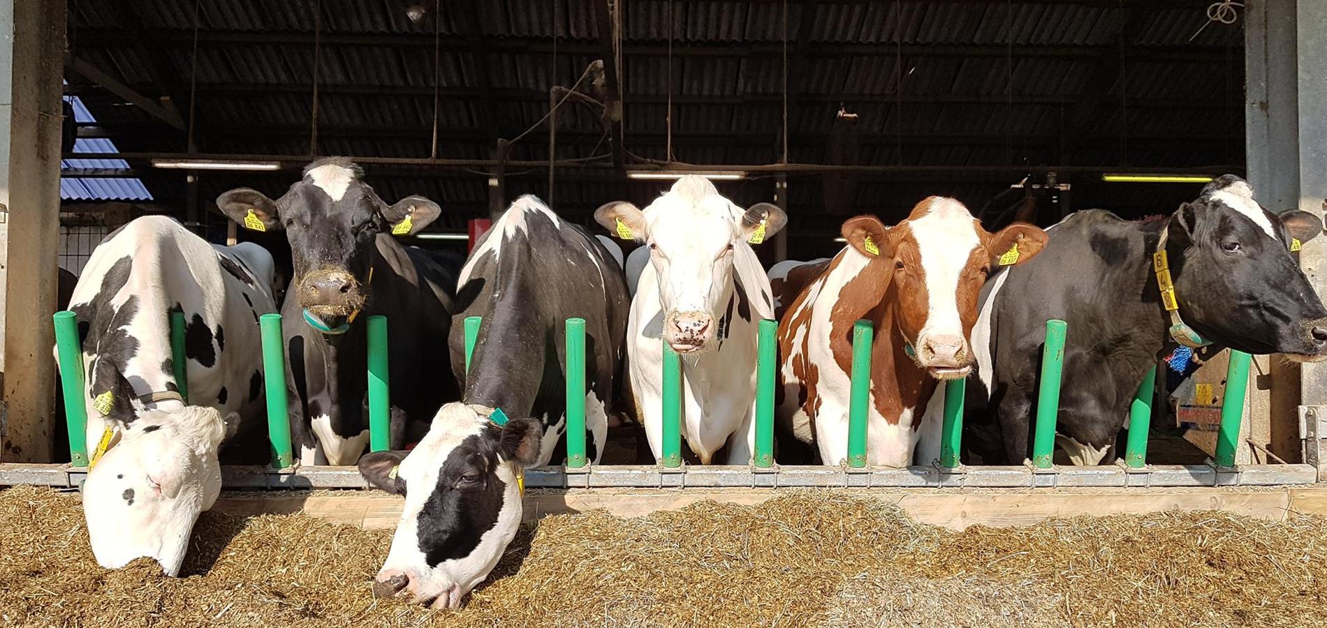 cow-welfare-flex-feed-135429